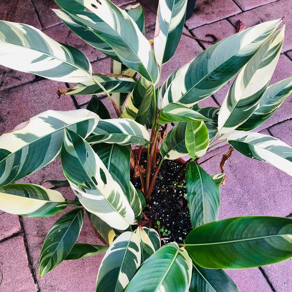 Variegated Heliconia Psittacorum Candy Cane Live Plant