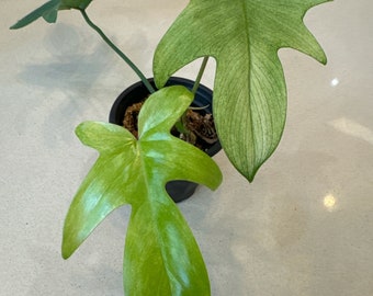 Florida Ghost Mint Philodendron