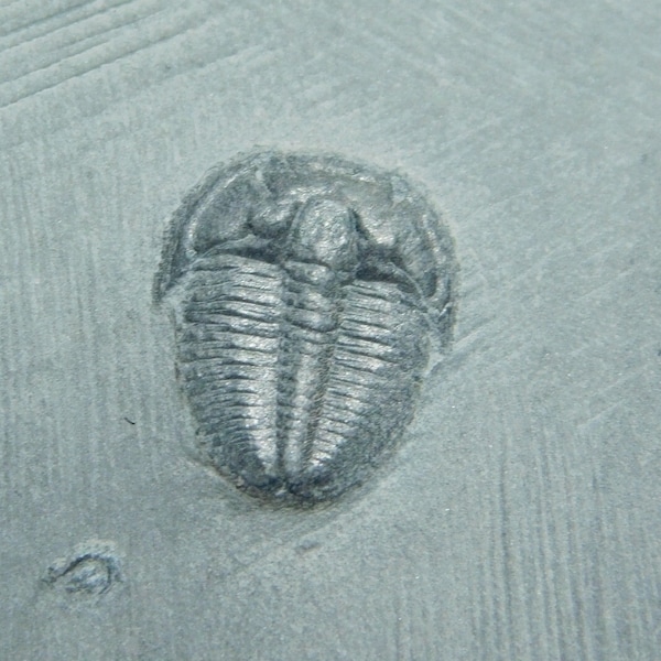 Small Nice and 100% Natural Elrathia Trilobite Fossil From Utah