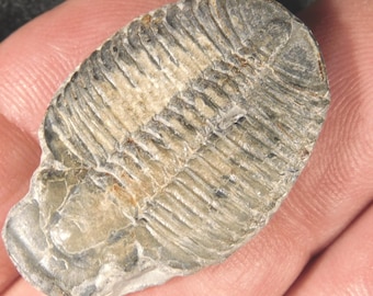5億900万年前！カンブリア紀ユタ州産エルラシア三葉虫化石 144グラム