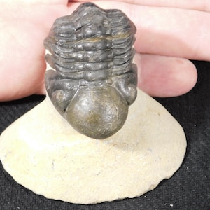 ¡MÁS GRANDE! Fósil de trilobites Phacops de 400 millones de años de antigüedad, en matriz, 132 g.