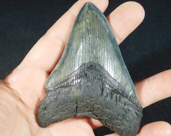 Tooth value megalodon How much