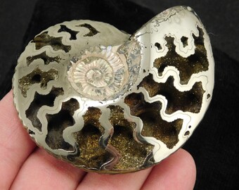 Very rare Ammonite geode with silver pyrite cabochon from Russia 39\u044531\u04455 mm