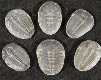 Excellent AAA Quality 100/% Natural Trilobite Fancy Shape Cabochon Loose Gemstone 13 Ct For Making Jewelry 28X13X5 mm NG-7