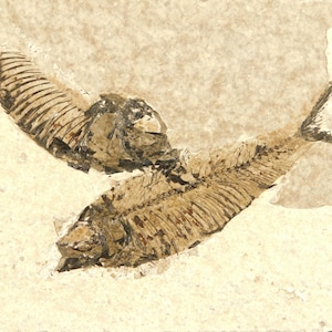 May include: Fossil of two fish, preserved in a light beige stone. The fish skeletons are brown and black, with visible bones and fins. The fossil is a natural history specimen.
