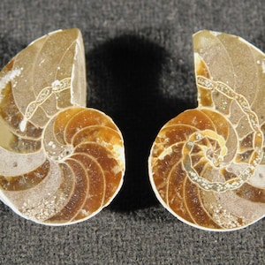 May include: Two polished ammonite fossil halves displayed side by side. Each specimen features a spiral shell structure with distinct brown and tan chambers, showing intricate internal septa lines and a smooth, glossy surface texture throughout.
