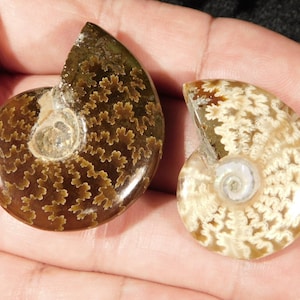 TWO Highly Polished! Sutured AMMONITE Fossils Mahajanga Madagascar 7.78