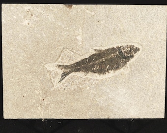 本物のディプロミストゥス・デンタトゥス魚類化石：ワイオミング州