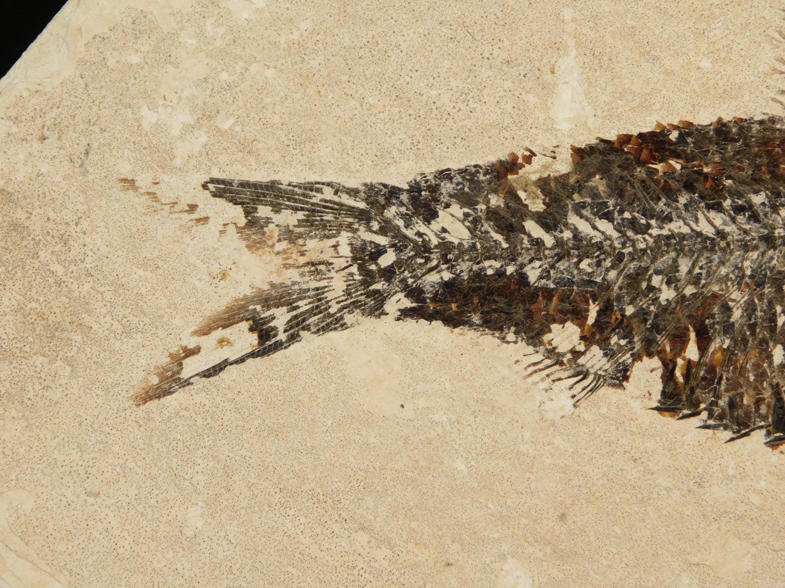スケール！5000万年前のナイティア魚の化石（スタンド付き