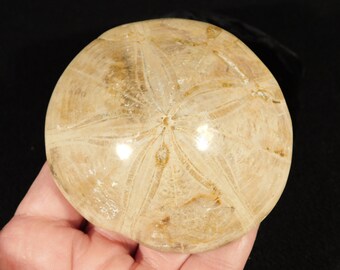 巨大！4億3千万年前！ウミユリの化石（ウミユリの化石）モロッコ産