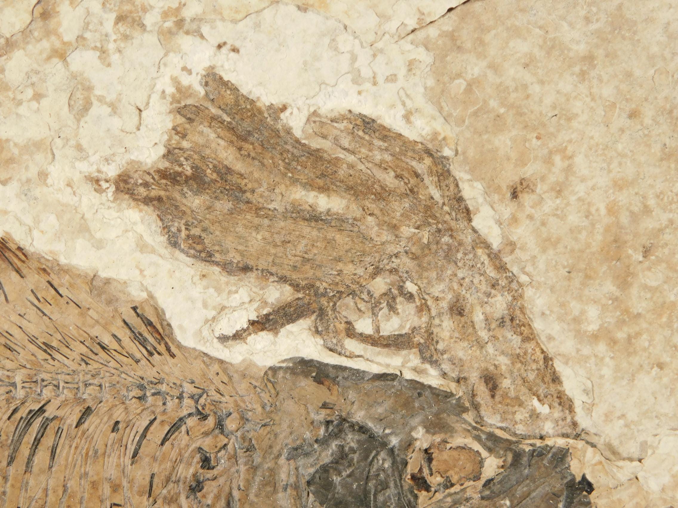 大きなディプロミストゥス魚の化石と非常に珍しい水生植物の化石