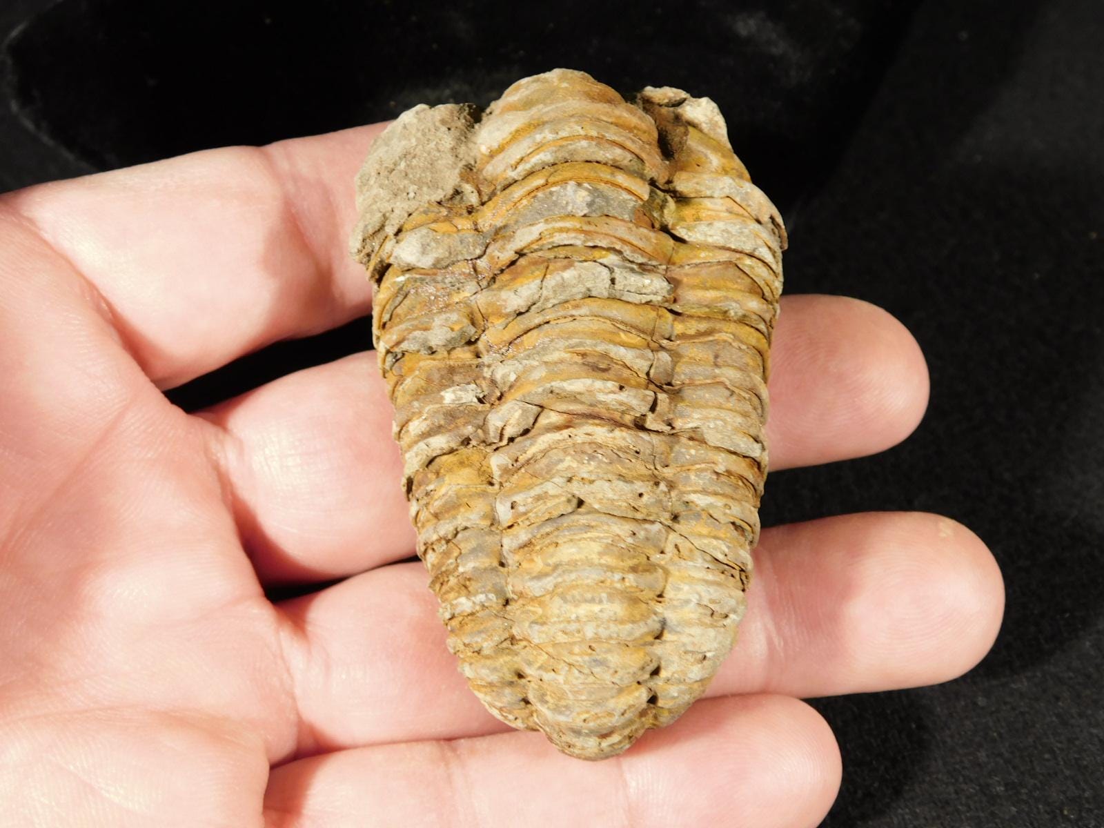 巨大！4億6000万年前！フレキシカリメネ三葉虫化石（モロッコ産、76.8