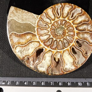 Puede incluir: Un f&oacute;sil de ammonite pulido que presenta una concha en espiral con c&aacute;maras marrones y bronceadas rellenas de estructuras cristalinas blancas. Una regla de metal en la parte inferior muestra que el f&oacute;sil mide unos 13 cent&iacute;metros de ancho.
