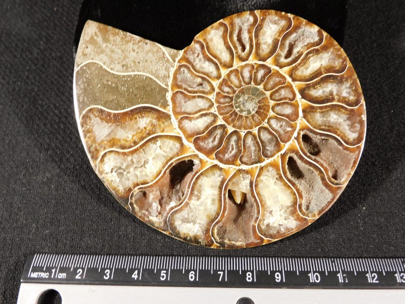 Puede incluir: Un f&oacute;sil de ammonite pulido que presenta una concha en espiral con c&aacute;maras marrones y bronceadas rellenas de estructuras cristalinas blancas. Una regla de metal en la parte inferior muestra que el f&oacute;sil mide unos 13 cent&iacute;metros de ancho.