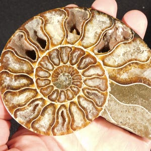 Puede incluir: Un esp&eacute;cimen de f&oacute;sil de amonita pulido que presenta una estructura de concha en espiral con c&aacute;maras distintas. El f&oacute;sil muestra tonos marrones terrosos y formaciones cristalinas transl&uacute;cidas dentro de los segmentos internos.