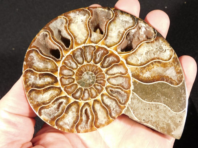 Puede incluir: Un esp&eacute;cimen de f&oacute;sil de amonita pulido que presenta una estructura de concha en espiral con c&aacute;maras distintas. El f&oacute;sil muestra tonos marrones terrosos y formaciones cristalinas transl&uacute;cidas dentro de los segmentos internos.