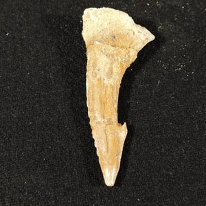 Big! 120 Million YEAR Old Dinosaur Era SAWFISH Tooth Fossil Morocco 12.69gr