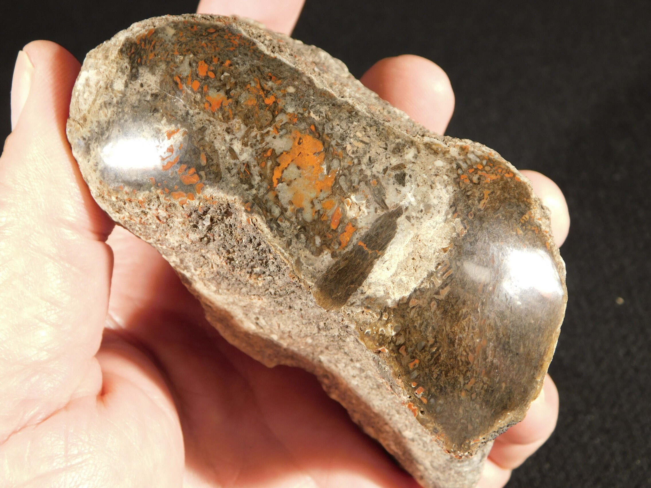 Polished Dinosaur Bone Fossil with Bright ORANGE Cells From Utah 484gr