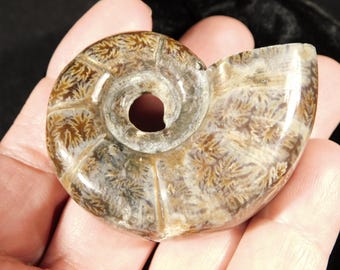 希少！未分類 マダガスカル産 研磨済みアンモナイト化石 83.5g - Etsy 日本