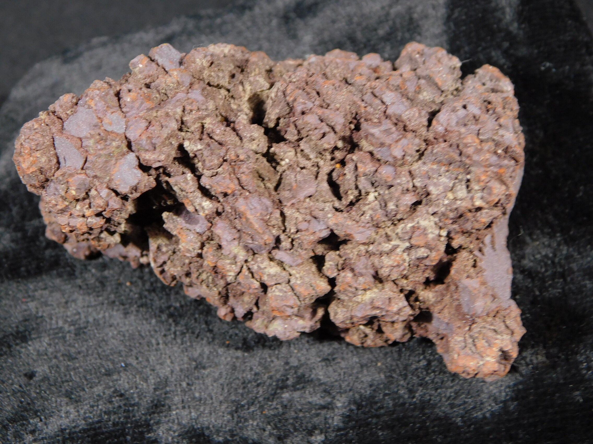 turtle coprolite