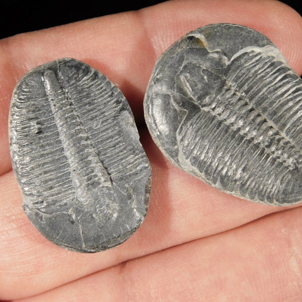 TWO! 500 Million Year OLD TRILOBITE Fossils 100% Natural Utah 5.29