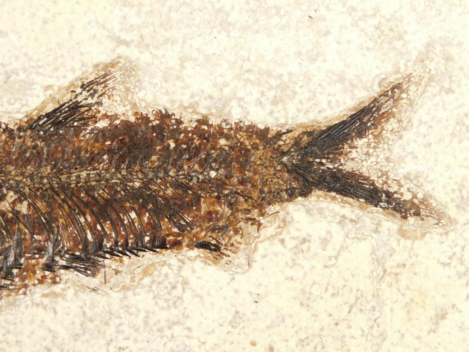 大型化！5000万年前のナイティア魚の化石 ワイオミング州産 785グラム