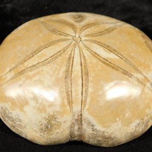 Big! Polished 150 Million Year Old! SAND DOLLAR Fossil Madagascar 185gr