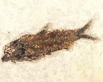 大型化！5000万年前のナイティア魚の化石 ワイオミング州産 785グラム