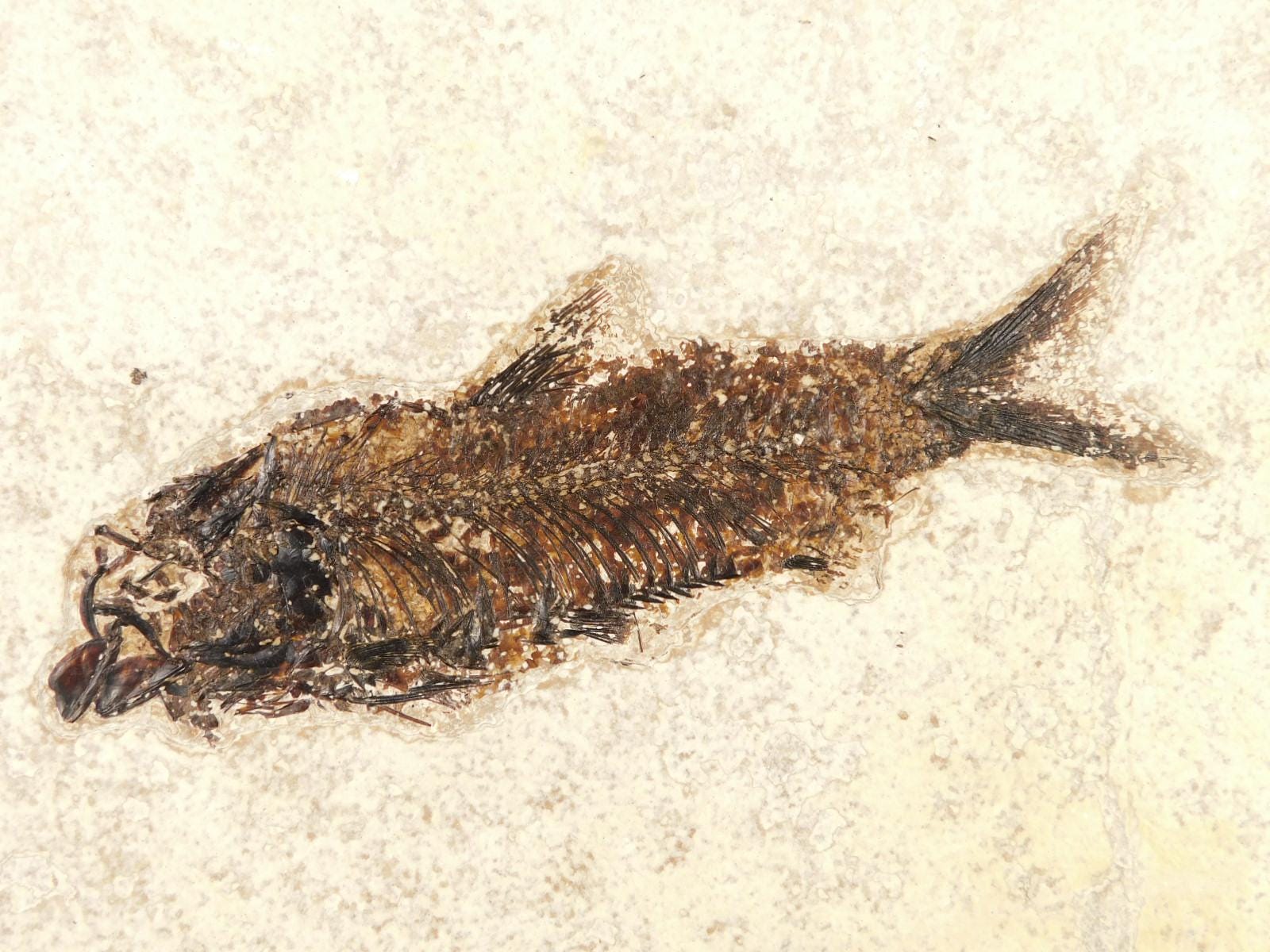 大型化！5000万年前のナイティア魚の化石 ワイオミング州産 785グラム