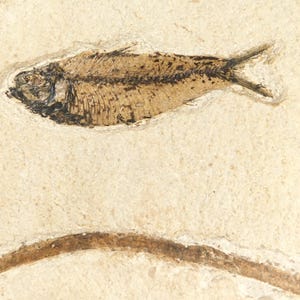 FISH Fossil With a TREE Branch Fossil in BIG Matrix From Wyoming 1641gr