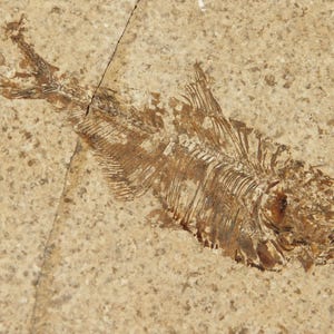 Super Fine BONES! Diplomystus FISH Fossil in BIG Matrix Wyoming 647gr