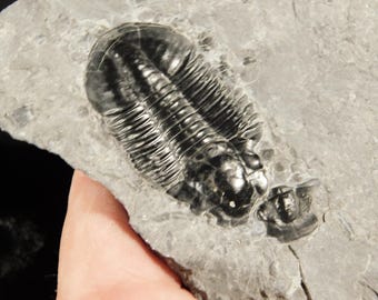 4個セット！アサフィスカス・ウィーレリ三葉虫化石（カンブリア紀ユタ