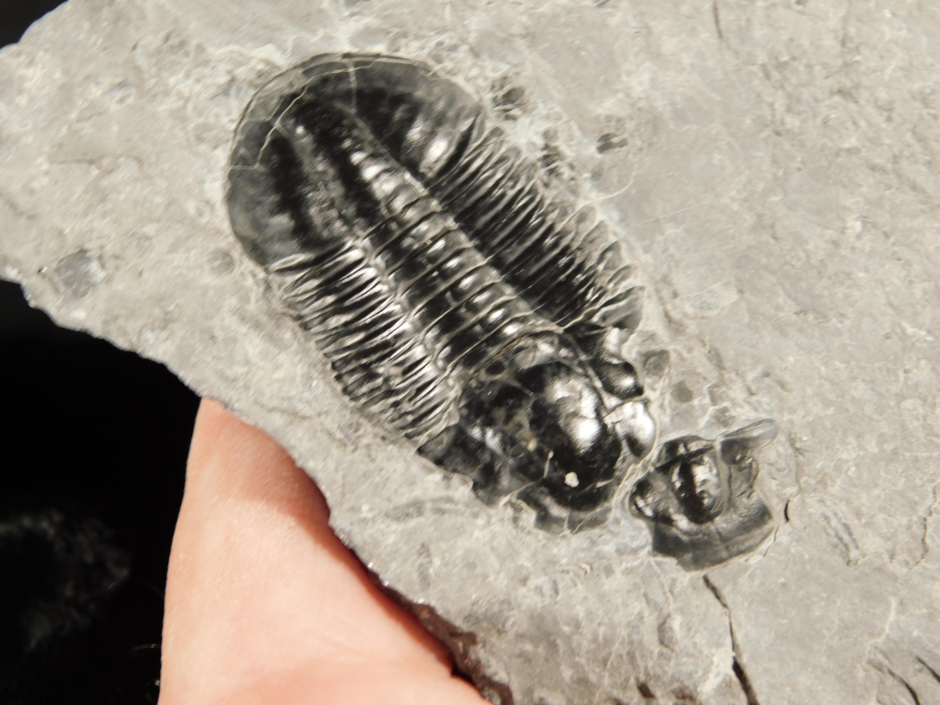 5億100万年前のアサフィスクス三葉虫化石 100%天然 ユタ州産 543g *A