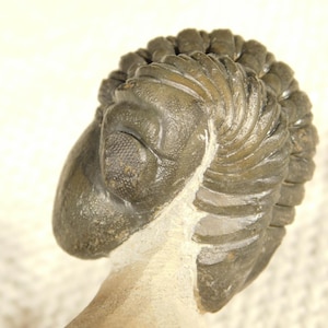 Puede incluir: Un trilobites fosilizado, que muestra una detallada estructura de exoesqueleto. El espécimen es principalmente gris y marrón, con segmentos y detalles oculares visibles. El fósil descansa sobre una matriz de color claro.