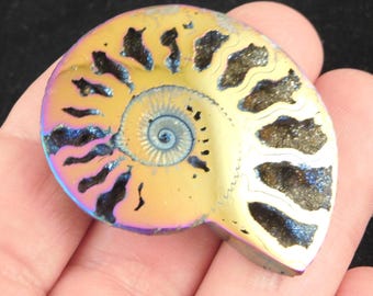 Polished COPPER Gold and PURPLE TITANIUM Pyrite Ammonite Fossil Russia 24.4