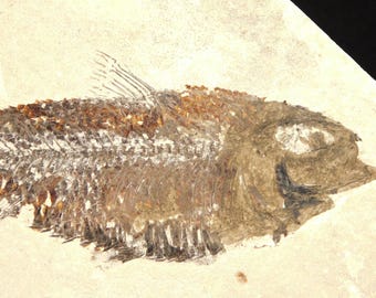 スケール！5000万年前のナイティア魚の化石（スタンド付き