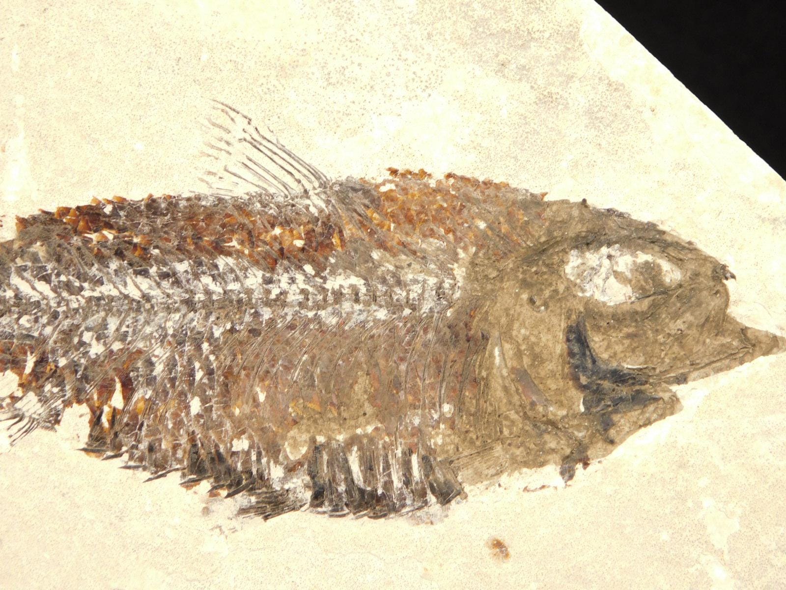 スケール！5000万年前のナイティア魚の化石（スタンド付き