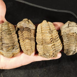 Puede incluir: Cuatro trilobites fosilizados, que muestran una variedad de formas y tamaños. Los fósiles son principalmente marrones y beige, con cuerpos segmentados visibles y detalles intrincados. Los trilobites se sostienen en una mano contra un fondo oscuro, resaltando sus texturas antiguas.
