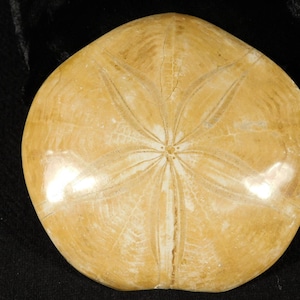 Big! Polished 150 Million Year Old! SAND DOLLAR Fossil Madagascar 199gr