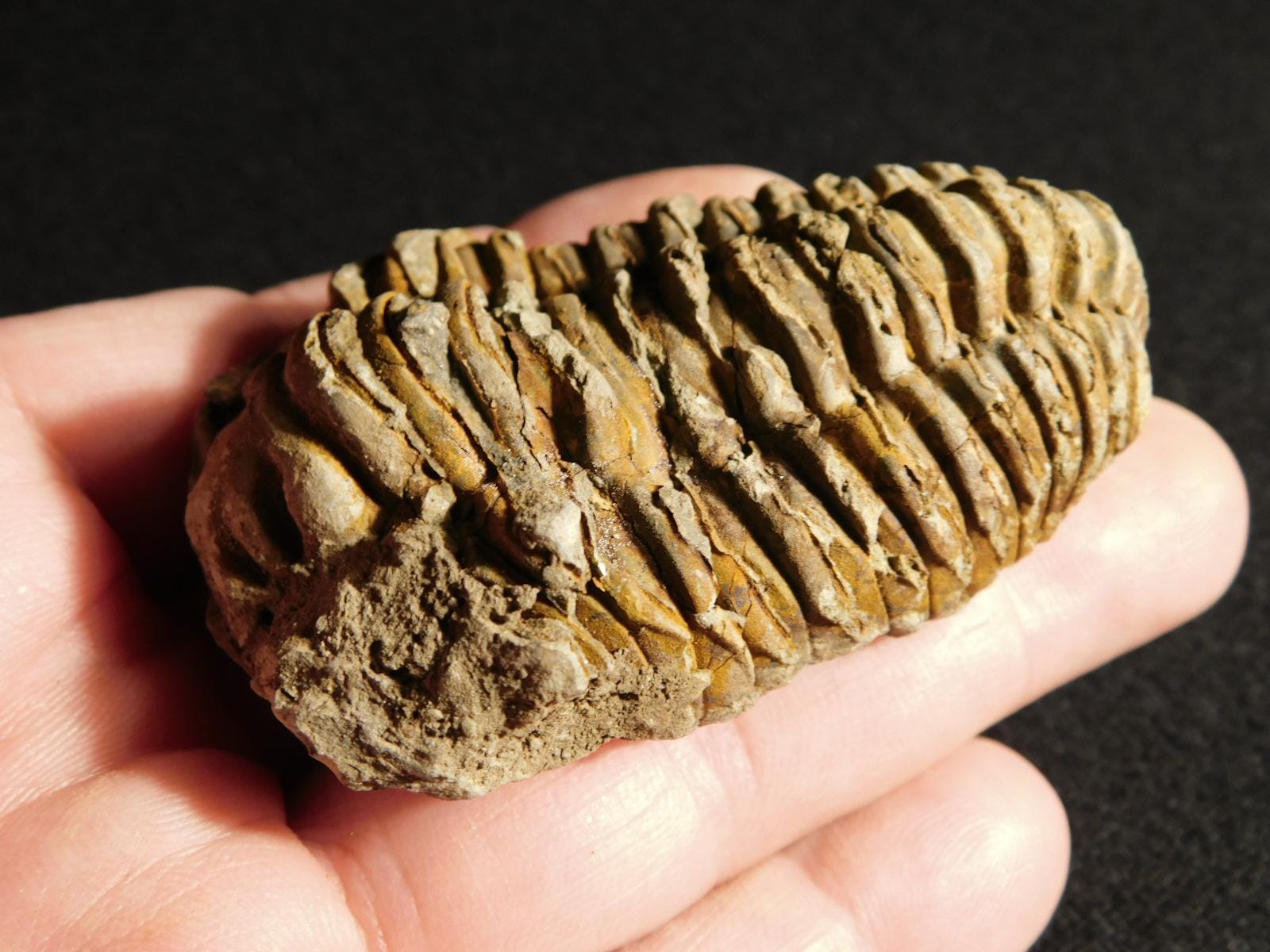 巨大！4億6000万年前！フレキシカリメネ三葉虫化石（モロッコ産、76.8