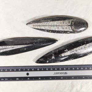 May include: Three black and white fossilised nautilus shells. The shells are elongated and oval-shaped, with a detailed internal structure visible in white against the dark background. A ruler is placed below the fossils for scale.