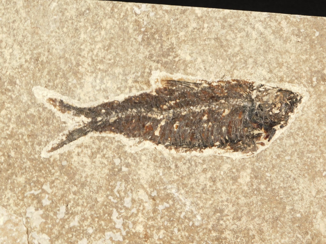 Knightia Eocaena FISH Fossil Green River Formation Wyoming 604gr - Etsy