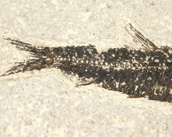 X線骨！大型で天然のディプロミスタス魚化石 ワイオミング州産 623g