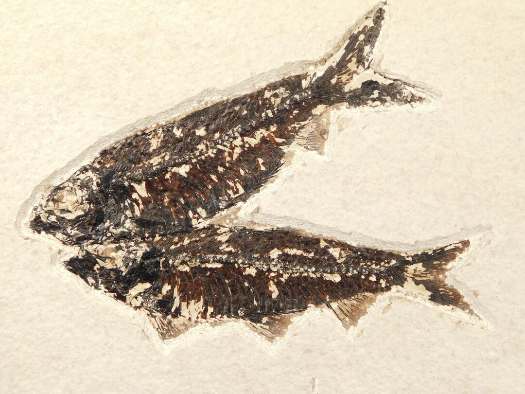 TWO! 50 Million Year Old Knightia FISH Fossils From Fossil Lake Wyoming ...