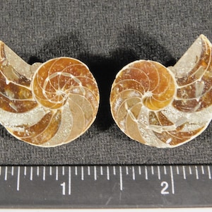 May include: Two polished ammonite fossil halves featuring a spiral pattern with translucent amber and cream-colored chambers. A black ruler is positioned below the fossils, showing they measure approximately 2.5 inches in total width.