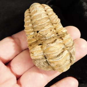 Puede incluir: Un trilobites fosilizado, que muestra un cuerpo segmentado con una paleta de colores marrón claro y beige. El antiguo artrópodo marino se sostiene en una mano, destacando sus intrincados detalles y textura natural.