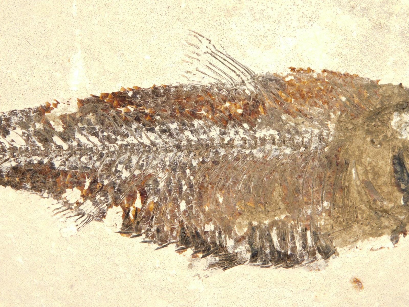 スケール！5000万年前のナイティア魚の化石（スタンド付き