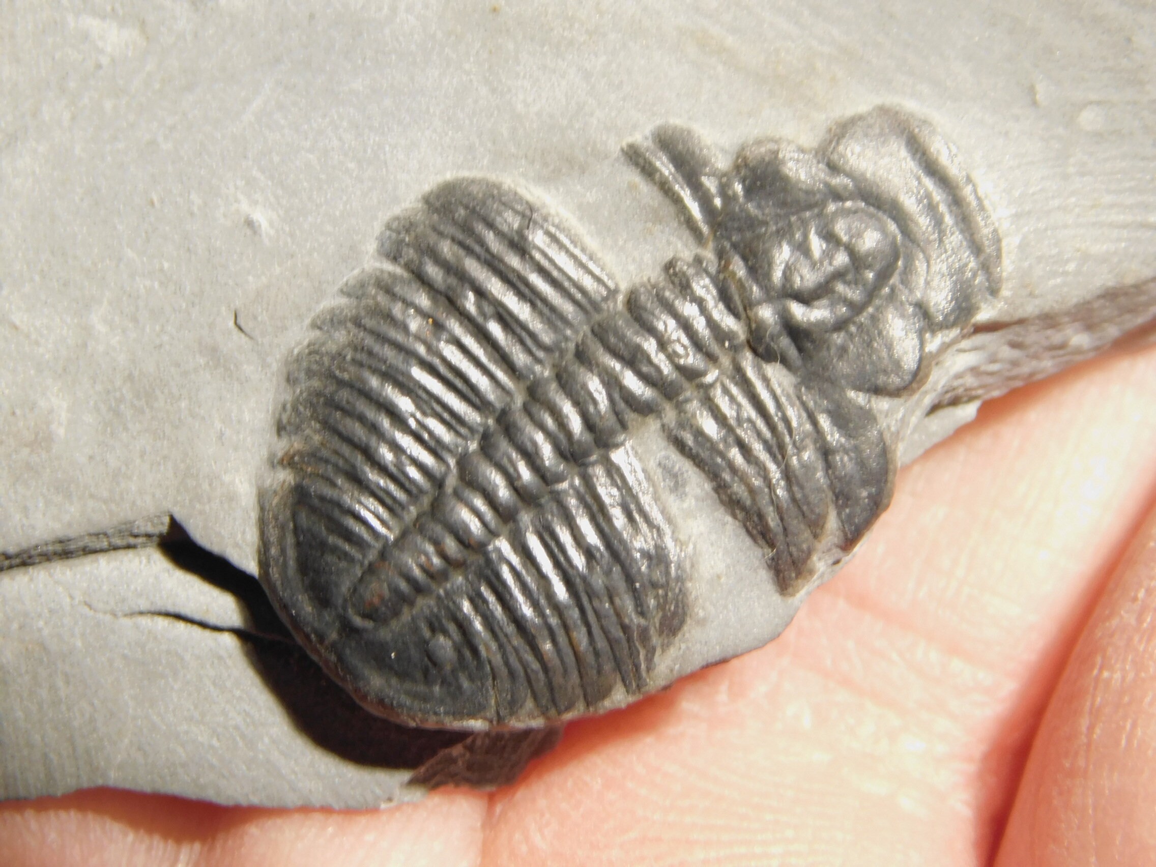 Trilobite Fossil With an Anomalocaris BITE MARK Utah  - Etsy Finland