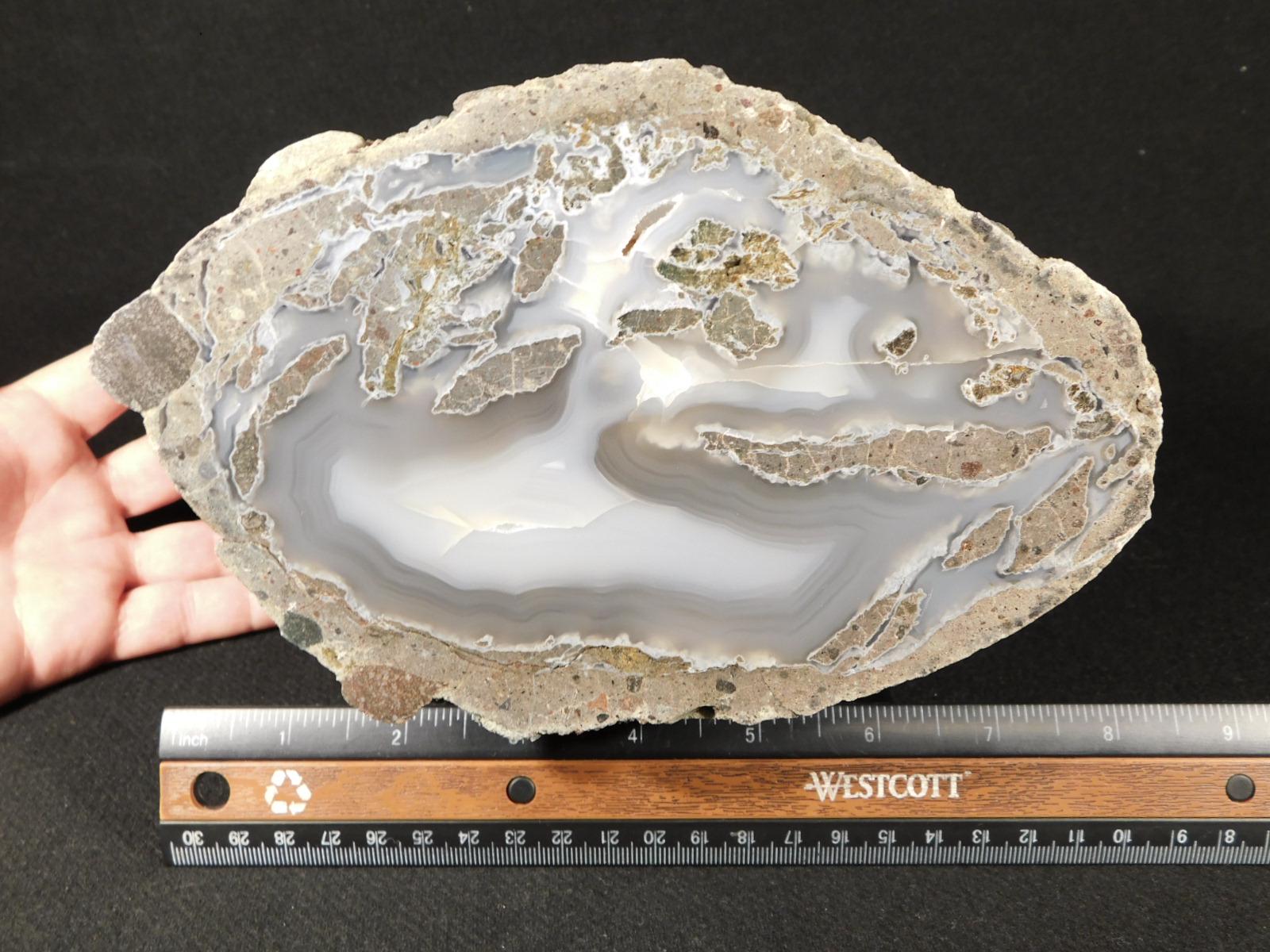 BIG! Highly Agatized Polished Wiggins Fork Petrified WOOD Fossil