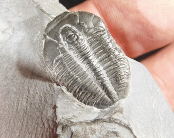 アノマロカリスの噛み跡が残る三葉虫の化石！カンブリア紀ユタ州産